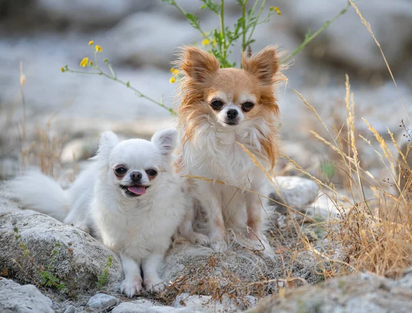 Kleine Chihuahuas Poseren Natuur Zomer — Stockfoto