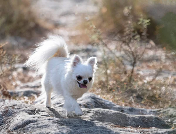 Liten Chihuahua Poserar Naturen Sommaren — Stockfoto