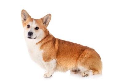 Beyaz arkaplan önünde Pembroke Galsh Corgi