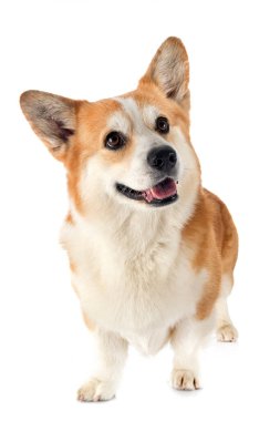 Beyaz arkaplan önünde Pembroke Galsh Corgi