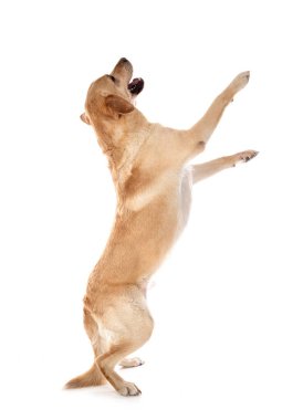 Labrador Retriever beyaz arkaplan önünde