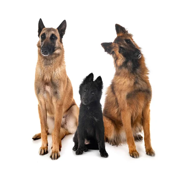 Drei Belgische Schäferhunde Vor Weißem Hintergrund — Stockfoto