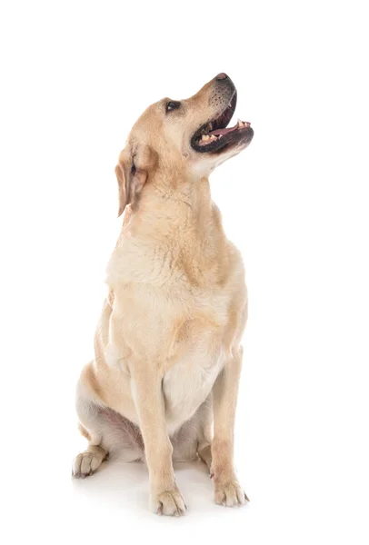 Labrador Retriever Frente Fundo Branco — Fotografia de Stock