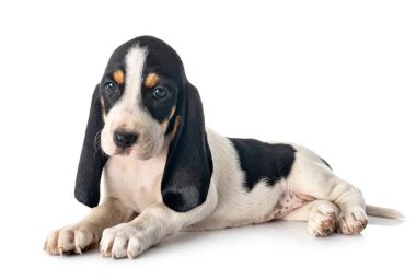 Bernese Schweizer Laufhund beyaz arkaplan önünde