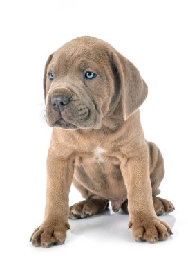 Beyaz arka planda köpek yavrusu İtalyan mastifi.