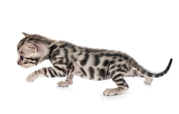 Bengal Cat Front White Background — Stock Photo, Image