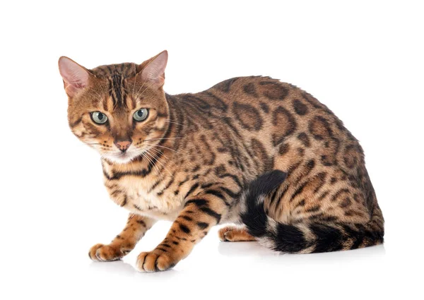 Bengal Katt Framför Vit Bakgrund — Stockfoto