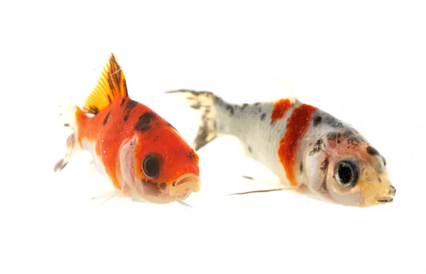 Poissons Rouges Colorés Devant Fond Blanc — Photo