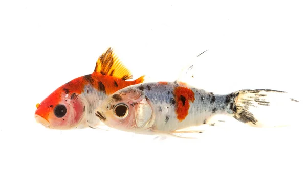 Красочные Золотые Рыбки Белом Фоне — стоковое фото