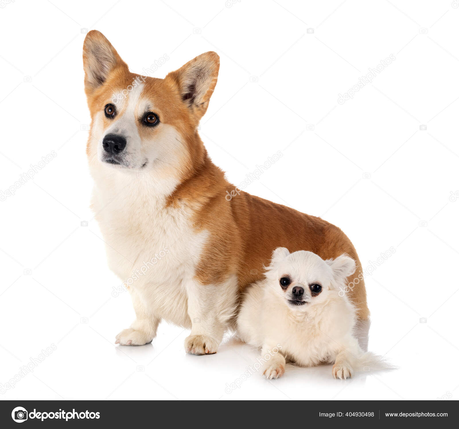 Welsh hotsell corgi chihuahua