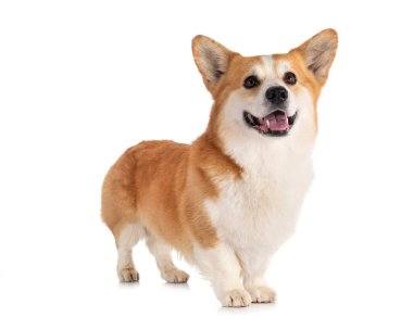 Beyaz arkaplan önünde Pembroke Galsh Corgi