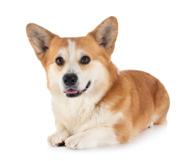 Beyaz arkaplan önünde Pembroke Galsh Corgi