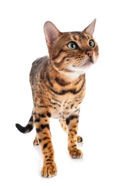 Bengal kedisi beyaz arka planda