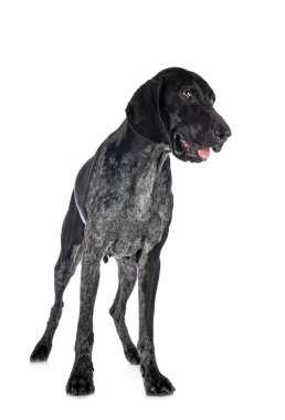 Beyaz arkaplan önünde Alman Kısa Filozofu