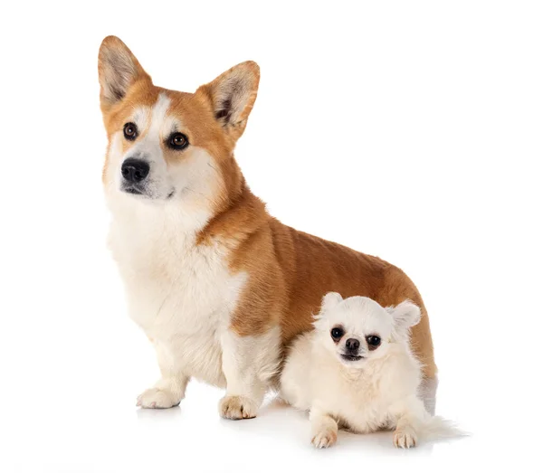Pembroke Welsh Corgi Chihuahua Voor Witte Achtergrond — Stockfoto
