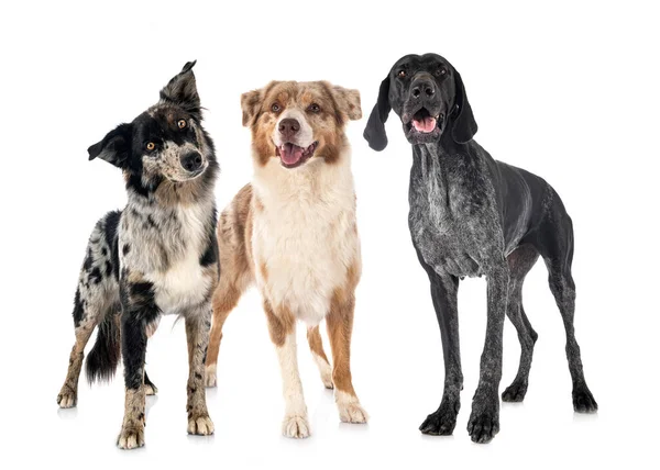 Pastores Australianos Alemán Shorthaired Pointer Frente Fondo Blanco — Foto de Stock