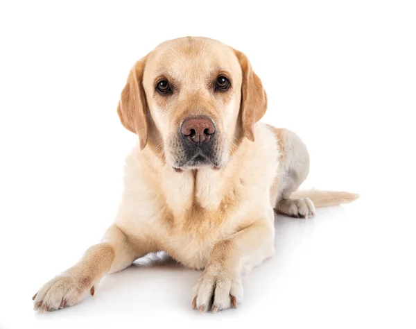 Labrador Retriever Frente Fundo Branco — Fotografia de Stock