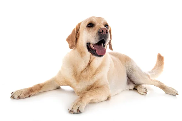 Labrador Retriever Frente Fundo Branco — Fotografia de Stock