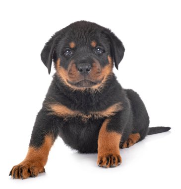 Beyaz arkaplan önünde köpek yavrusu rottweiler
