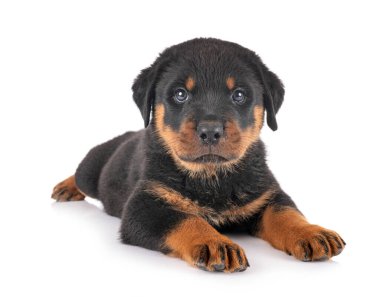 Beyaz arkaplan önünde köpek yavrusu rottweiler