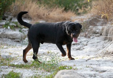 Safkan Rottweiler yazın doğada poz veriyor.