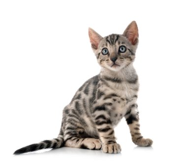 Bengal kedisi beyaz arka planda