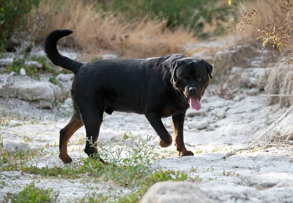 Rottweiler Czystej Krwi Pozowanie Przyrodzie Lecie — Zdjęcie stockowe