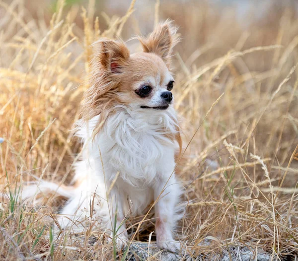 Petit Chihuahua Posant Dans Nature Été — Photo