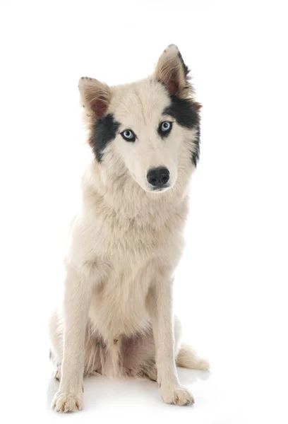 Yakutian Laika Delante Fondo Blanco — Foto de Stock