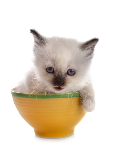 Birman Gatito Frente Blanco Fondo — Foto de Stock