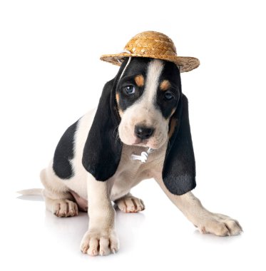 Bernese Schweizer Laufhund beyaz arkaplan önünde