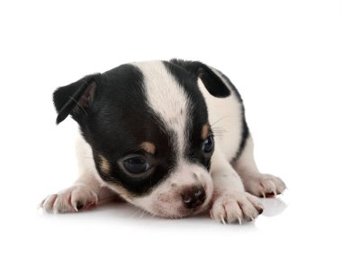 Beyaz arka planda küçük bir chihuahua