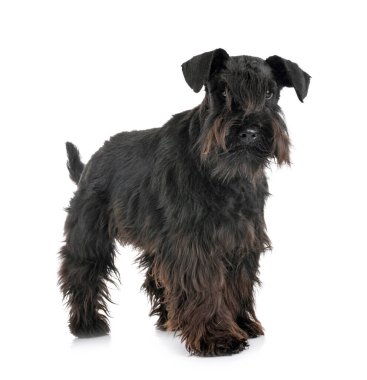 Beyaz arkaplan önünde minyatür schnauzer