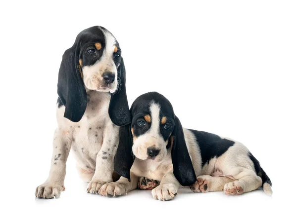 Cachorros Bernese Schweizer Laufhund Delante Fondo Blanco —  Fotos de Stock