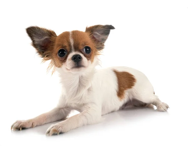 Kleine Chihuahua Voor Witte Achtergrond — Stockfoto