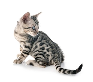 Bengal kedisi beyaz arka planda