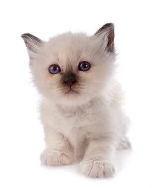 Birman kedi yavrusu beyaz arkaplan önünde