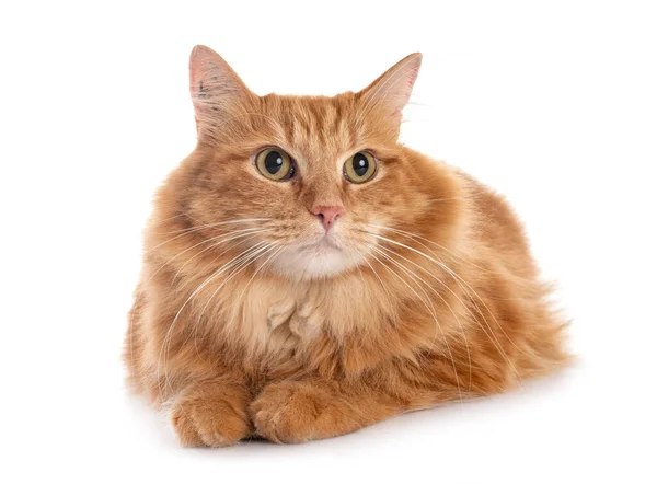 Siberian Cat Front White Background — Stock Photo, Image