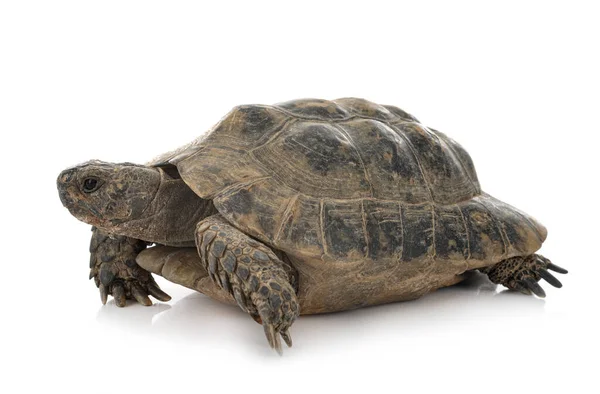 Grekiska Sköldpadda Framför Vit Bakgrund — Stockfoto