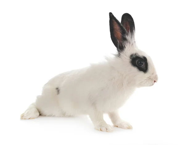 Английский Пятнистый Кролик Белом Фоне — стоковое фото