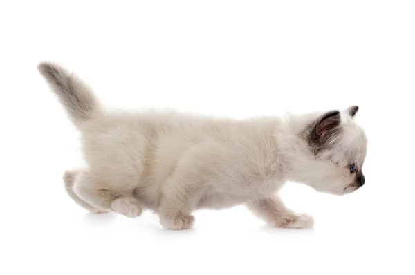 Birman Kätzchen Vor Weißem Hintergrund — Stockfoto