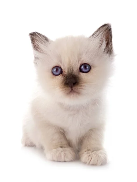 Birman Gatito Frente Blanco Fondo —  Fotos de Stock