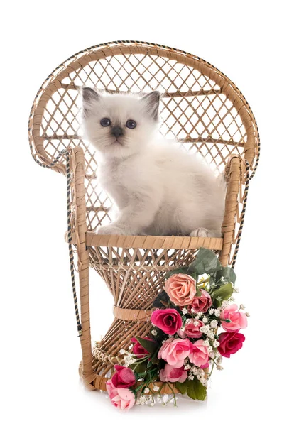 Birman Gatinho Frente Fundo Branco — Fotografia de Stock