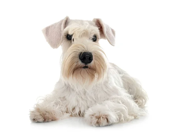 Miniatuur Schnauzer Voorkant Van Witte Achtergrond — Stockfoto