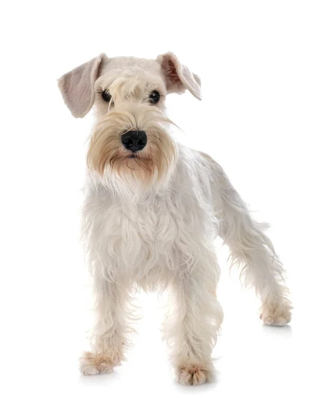 Miniatuur Schnauzer Voorkant Van Witte Achtergrond — Stockfoto