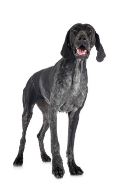 Beyaz arkaplan önünde Alman Kısa Filozofu