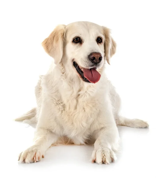 Golden Retriever Frente Fundo Branco — Fotografia de Stock