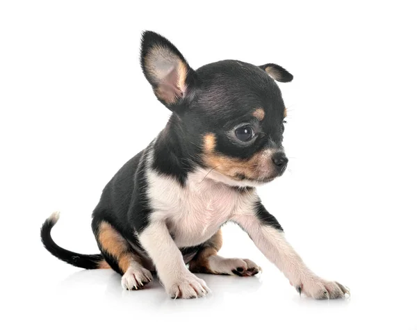 Liten Chihuahua Framför Vit Bakgrund — Stockfoto