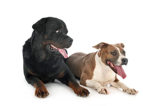 Amerikanischer Staffordshire Terrier Und Rottweiler Vor Weißem Hintergrund — Stockfoto