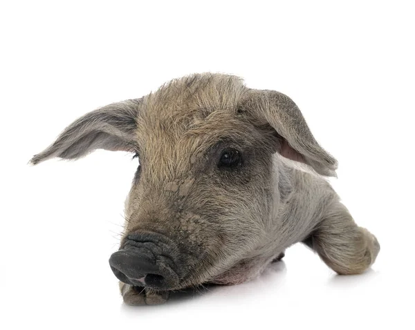 Young Mangalica in front of white background — Stock Image Young Mangalica Front White Background Royalty Free Stock Images